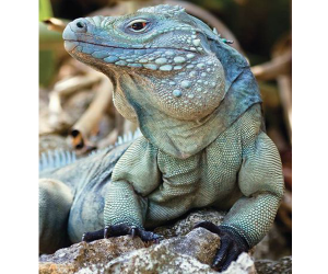 TIPOS DE IGUANAS