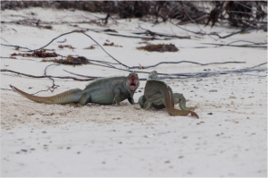 TIPOS DE IGUANAS