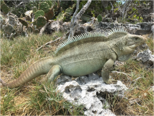 TIPOS DE IGUANAS