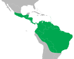 MAPA IGUANA VERDE