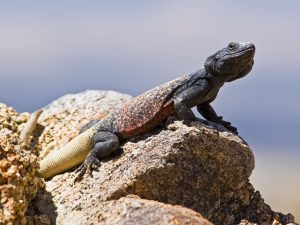 TIPOS DE IGUANAS