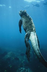 TIPOS DE IGUANAS