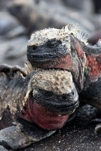 TIPOS DE IGUANAS