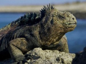 TIPOS DE IGUANAS