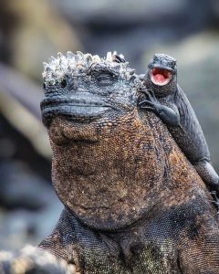 iguana marina de galapagos 31