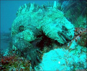 TIPOS DE IGUANAS