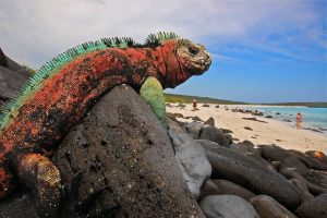 TIPOS DE IGUANA