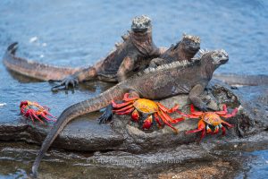 TIPOS DE IGUANA