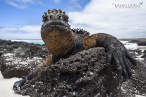 TIPOS DE IGUANA