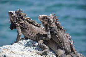 TIPOS DE IGUANA