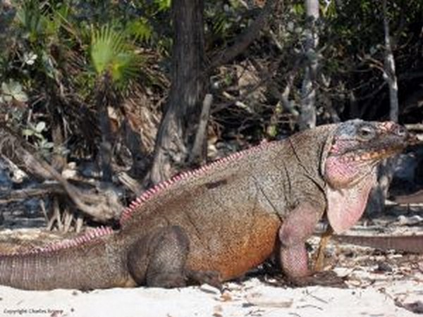 Cyclura Cyclura Inornata 1