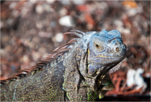 TIPOS DE IGUANAS