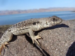 TIPOS DE IGUANA