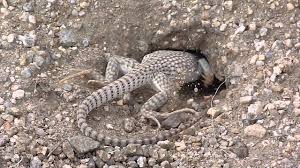 TIPOS DE IGUANA