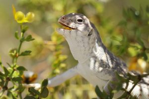 TIPOS DE IGUANA