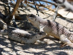 TIPOS DE IGUANA