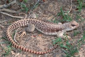 TIPOS DE IGUANA