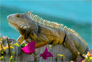 TIPOS DE IGUANAS