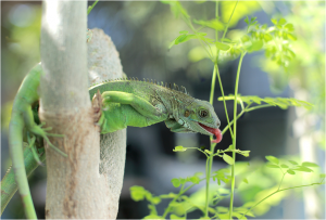 TIPOS DE IGUANAS