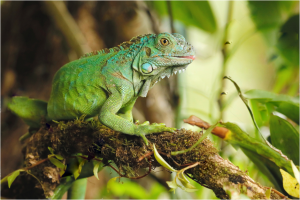 TIPOS DE IGUANAS