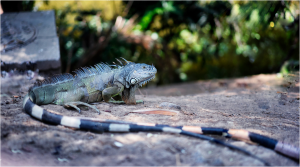 TIPOS DE IGUANAS