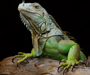 IGUANAS DE COLORES