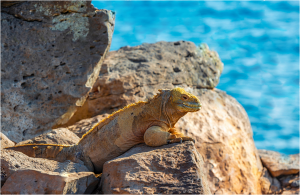 TIPO DE IGUANA