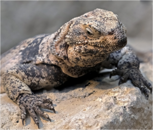 TIPOS DE IGUANA