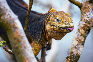 TIPOS DE IGUANAS