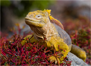 TIPOS DE IGUANA