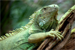 INICIO IGUANA VERDE