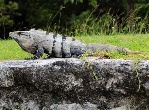 Iguana Negra del Desierto 0101