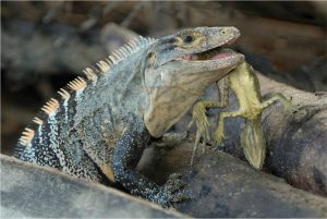 TIPOS DE IGUANAS