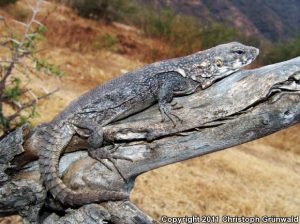 TIPOS DE IGUANAS