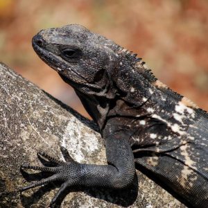 Iguana Negra del Desierto 26