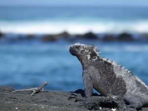 TIPOS DE IGUANA