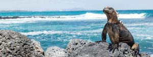 TIPOS DE IGUANA