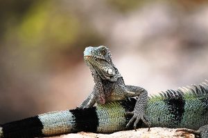 Iguanas