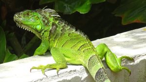 IGUANA TOMANDO EL SOL