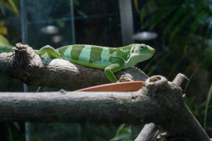 Iguana Nutrición