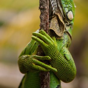 IGUANA VERDE EN RAMA