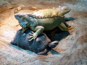 IGUANA VERDE EN CAUTIVERIO